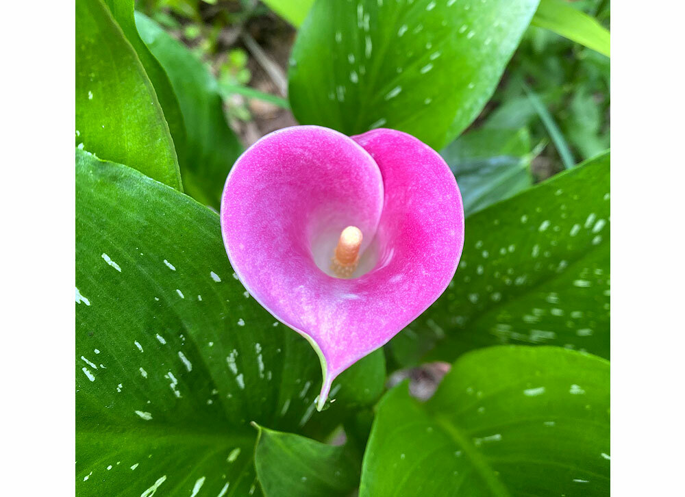 2024 February Gratitude Blog