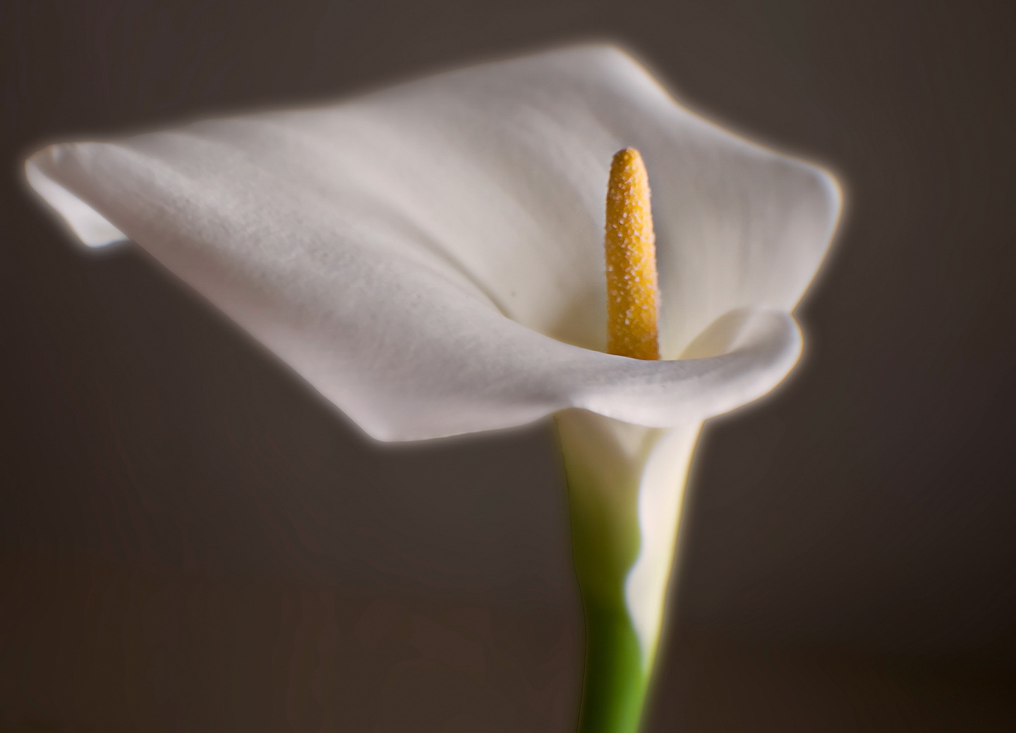 Lily Forgiveness Is to Have Peace of Mind