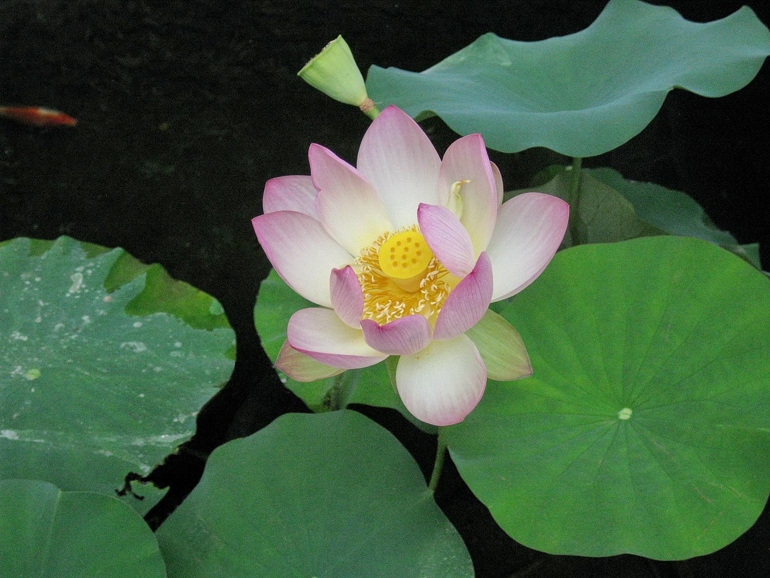 Lotus At Mother Center