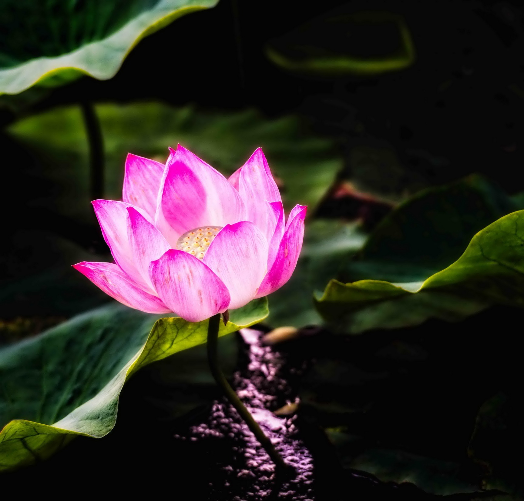 Srf Aims And Ideals 3