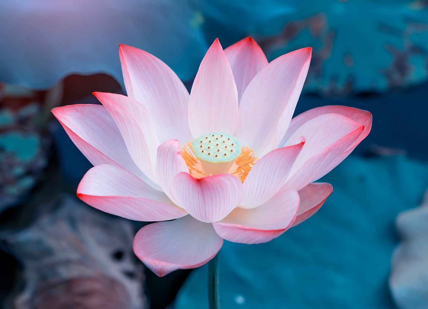 The Universality of Yoga blog post