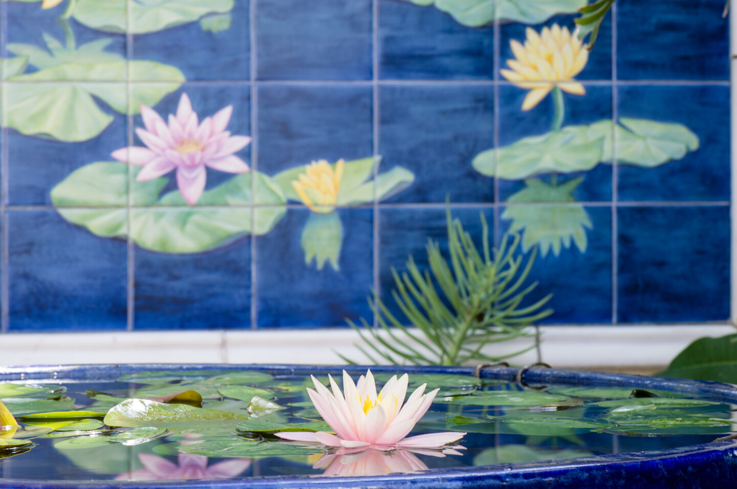 Water Lily at Hollywood Temple