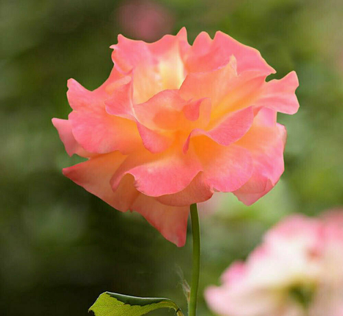 2025 Monastic Retreat SQ 2025 07 31 235343 tcbp