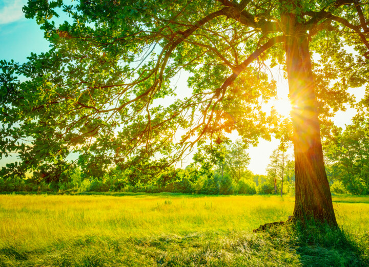 Sunny forest for Paramahansa Yogananda The Secret of Vitality blog