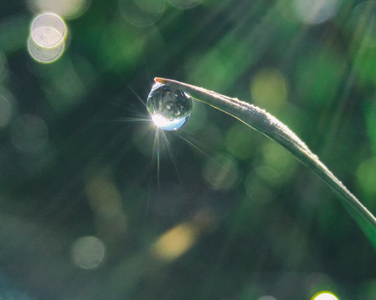 Dewdrop On Grass Blade Crop